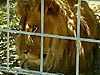 美發生動物園女員工遭非洲獅襲擊喪命