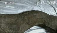 世上保存最完好猛犸象遺骸將在英國展出