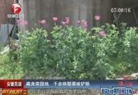千余株罌粟藏身菜園地被鏟除