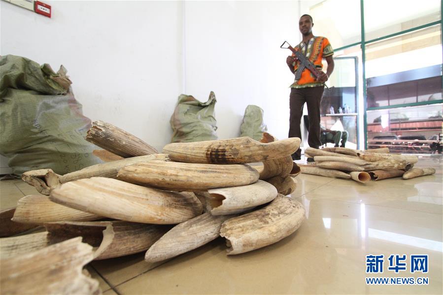 (國際)(2)坦桑尼亞再度拍賣河馬牙引爭議