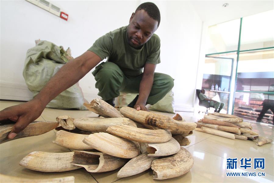 (國際)(3)坦桑尼亞再度拍賣河馬牙引爭議