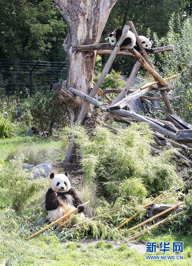 (國際)(5)德國柏林動物園為大熊貓雙胞胎慶生