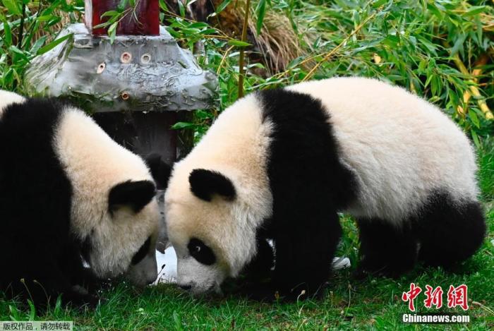 當地時間8月31日,德國柏林動物園,大熊貓雙胞胎“夢想”和“夢圓”在吃冰淇淋蛋糕。據悉,當日是大熊貓雙胞胎的1歲生日,柏林動物園為它們準備了生日蛋糕。 點擊進入下一頁