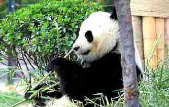 濟南:大熊貓園內散步盡享美好春天