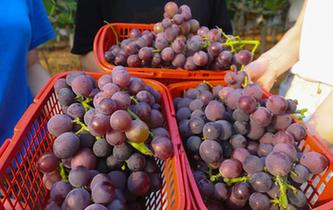 江西樟樹:農業旅游熱起來