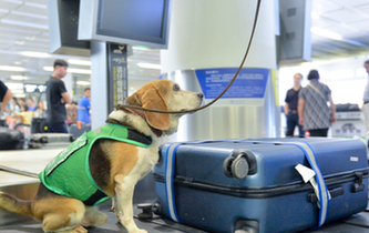 最萌“特工隊”能聞出箱子里的違禁品