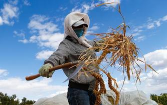 內蒙古敖漢旗:金秋收獲忙