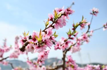 山東濟南:萬畝桃花笑春風