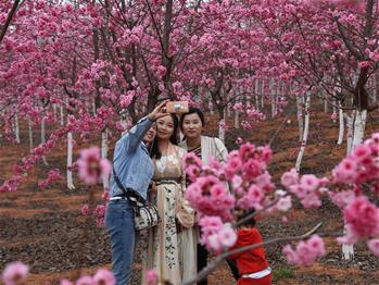 櫻花漫山,一份14年的等待
