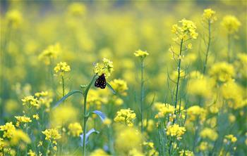 西藏:油菜花開似金毯