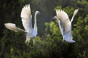 江蘇盱眙:鷺鳥舞翩翩