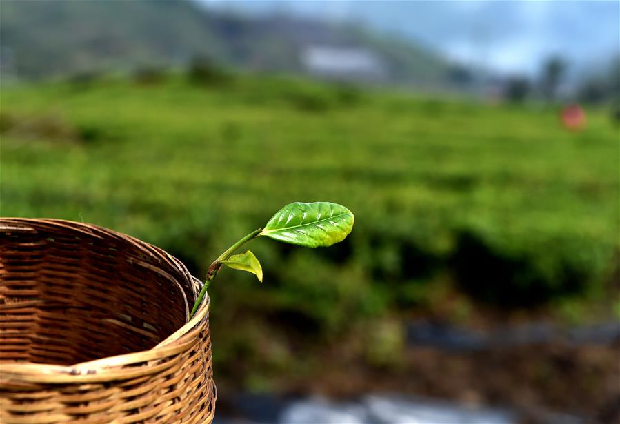 西藏墨脫:茶業變成致富“金葉”